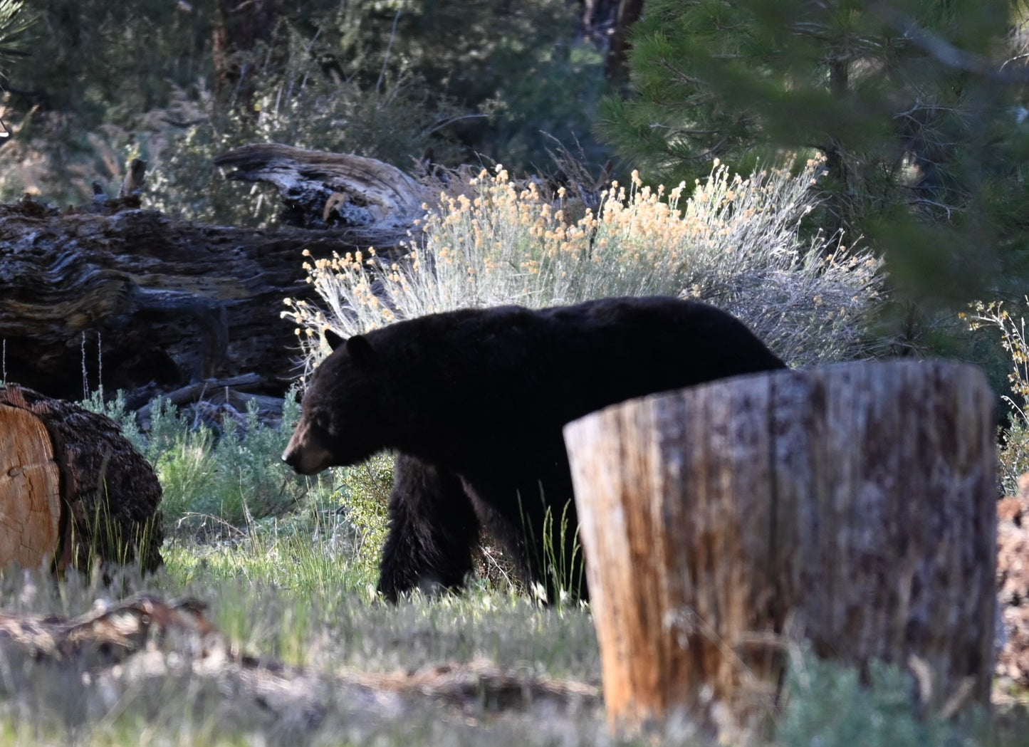 Black Bear