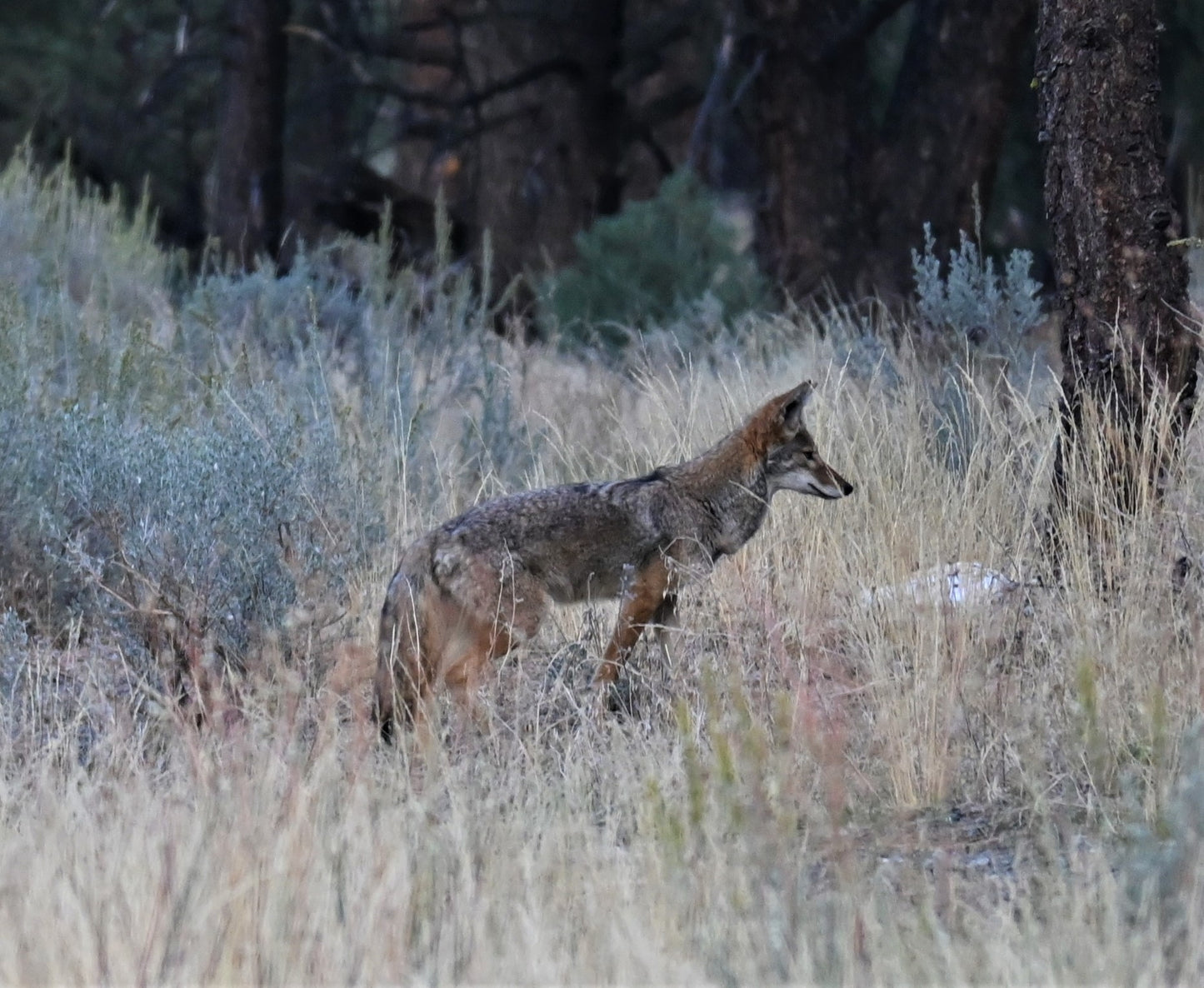 Mountain Coyote