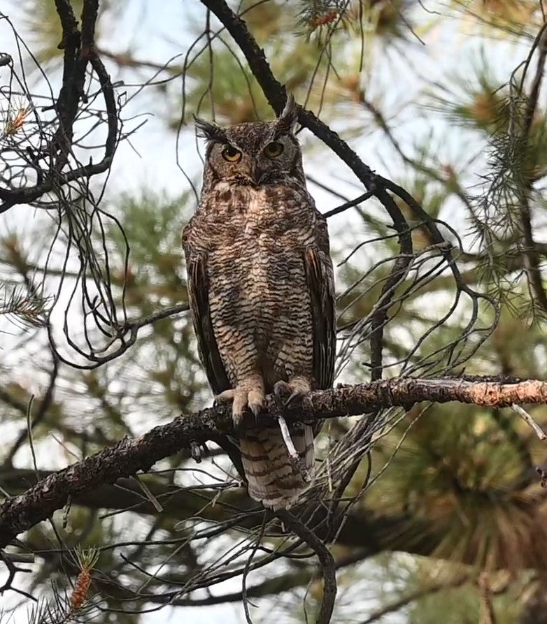 Great Horned Owl Los Padres National Forest #3