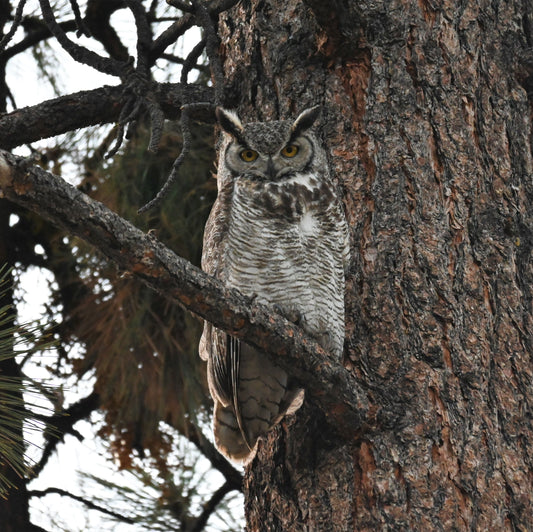 Great Horned Owl Los Padres National Forest #4