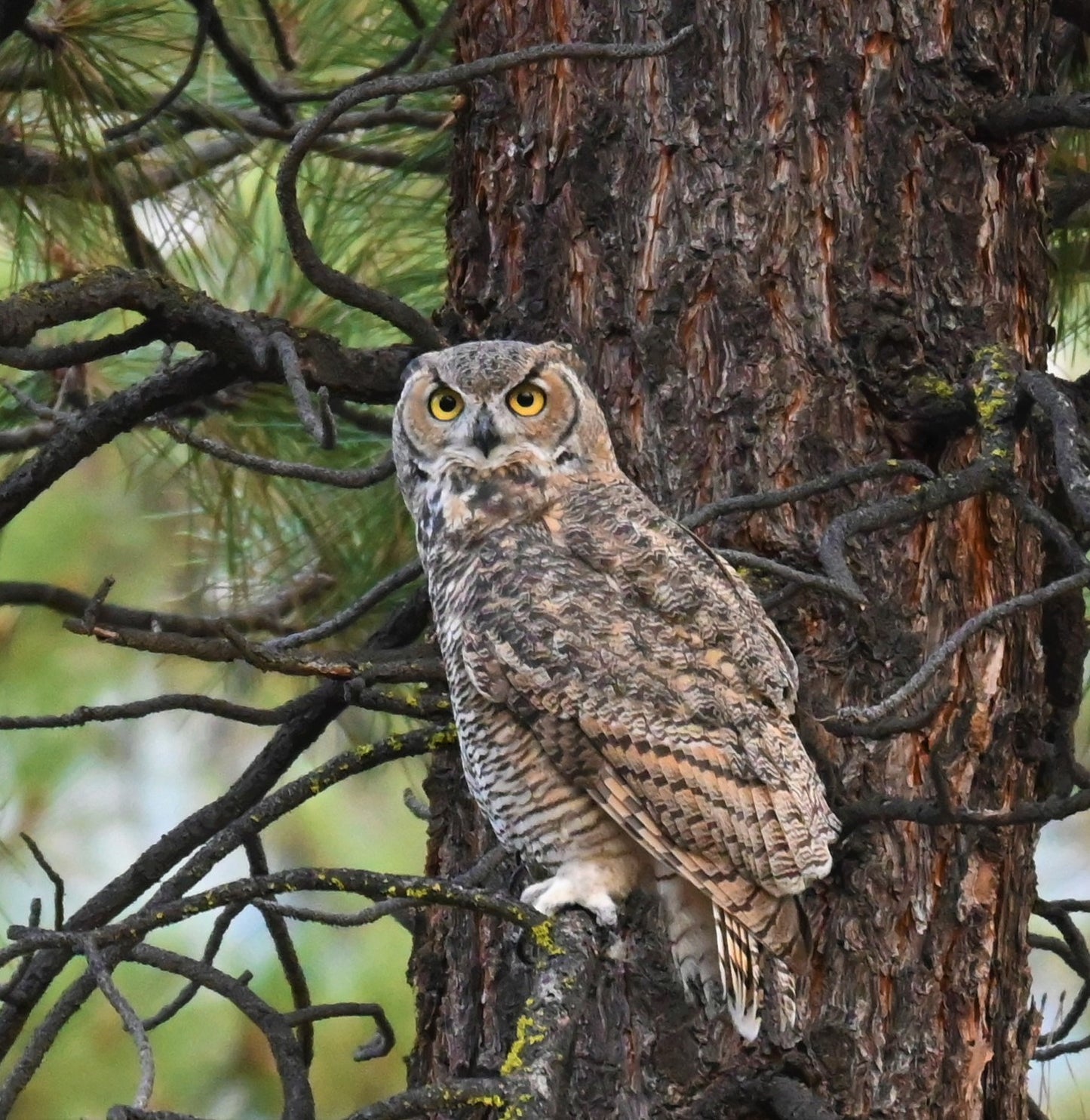 Great Horned Owl Los Padres National Forest #2