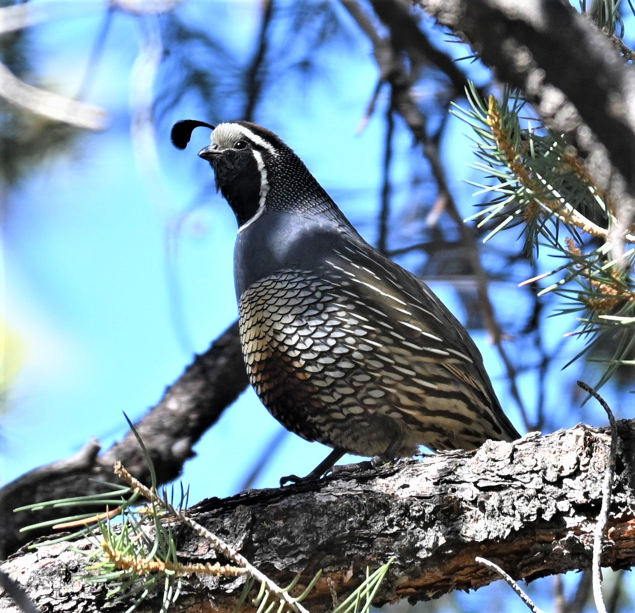 California Quail in Tree -